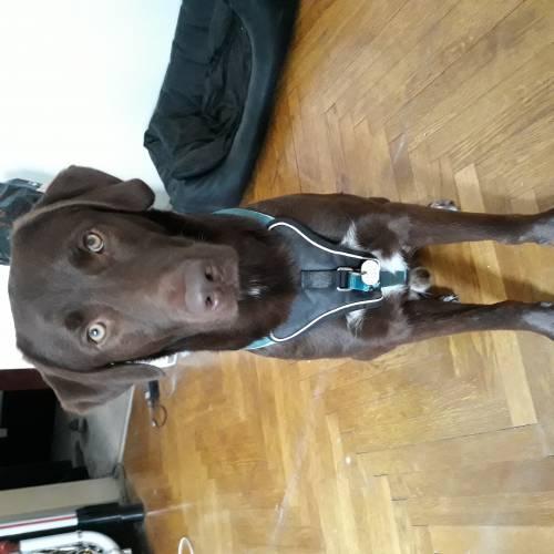 milow_sucht_ein_liebevolles_zuhause_2