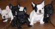 Franz�sisch Bulldog Welpen