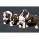 Zwei Gesunde Boxer Welpen