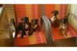 Zwei Gesunde Boxer Welpen