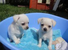 wundersch�ne- reinrassige typvolle Chihuahua Welpen (schoko/