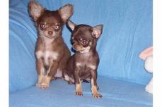 wundersch�ne- reinrassige typvolle Chihuahua Welpen (schoko/