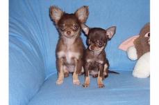 wundersch�ne- reinrassige typvolle Chihuahua Welpen (schoko/