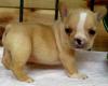 Franz�sische Bulldoggenwelpen