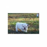 English Bulldog Welpen