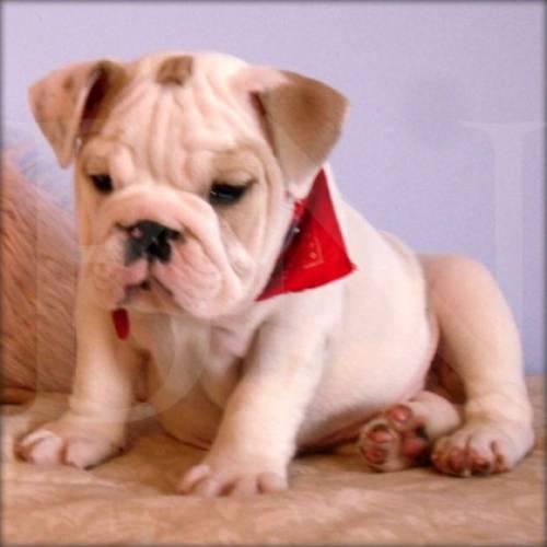 english_bulldog_welpen_2