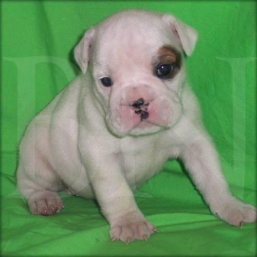 english_bulldog_welpen_3