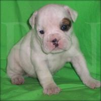 English Bulldog Welpen