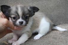 Wundersch�ne sehr typvolle Chihuahua Welpen mit Papieren