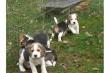 Knuffige Beaglewelpen, absolut kinderlieb,