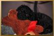 Bolonka Zwetna Welpe in Black & Tan, sucht ab sofort ein neu