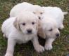 Golden Retriever-Welpen