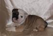Kleine englische Bulldogge Welpen.