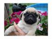 100% Bildh�bsche Mops Welpen