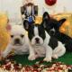 Franz�sische Bulldogge Welpen!