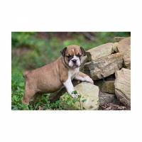 wundersch�ne typvolle engl. Bulldoggen-Welpen