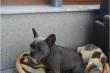 Franz�sische Bulldogge