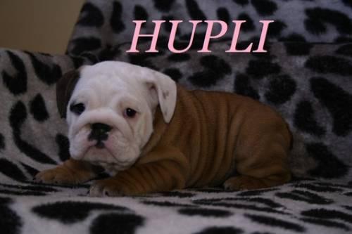 wunderschoene_extra_runzelige_englische_bulldogge_welpen_1