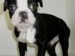 Boston Terrier Welpen zu verkaufen