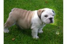 Zuckers�sse, Gesunde Englisch Bulldoggen Welpen