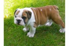 Zuckers�sse, Gesunde Englisch Bulldoggen Welpen