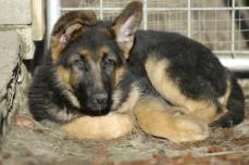Deutscher Sch�ferhund Welpe