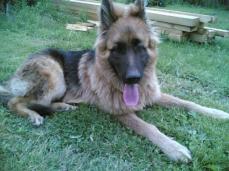 schafehund