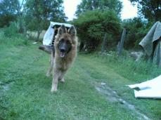 schafehund