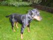 Deutscher Jagdterrier, Jagdlich gef�hrt