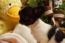 Süsse Chihuahua Welpen Mit Ahnentafel aus Österreich