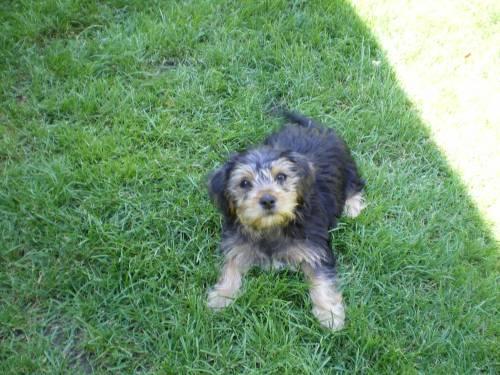 yorkier_terrier_welpe_schwarz_braun_1