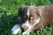 Tolle Australian Shepherd Welpen, in super Farben