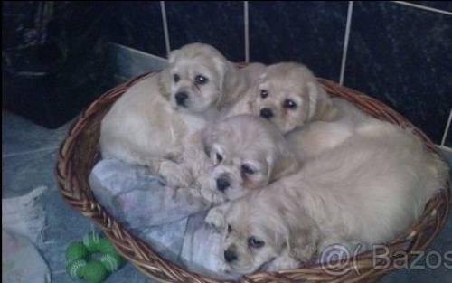 american_cocker_spaniel_welpen
