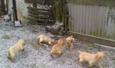 American Cocker Spaniel Welpen