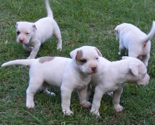 pitbull_welpen_zu_verkaufen_2
