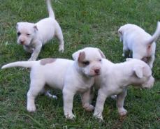 Pitbull Welpen zu verkaufen