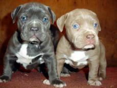 Pitbull Welpen zu verkaufen