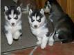 Siberian husky welpen R�de und Weibchen