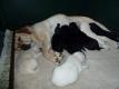 Traumhafte Labrador Welpen