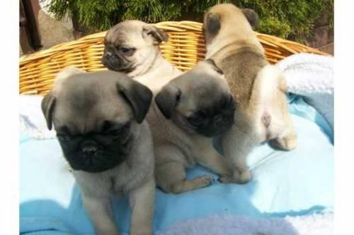 zauberhafte_mops_welpen_beige_und_schwarz_2