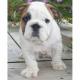 Englisch Bulldogge Welpen zu verkaufen