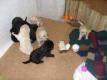 Labrador Retriever Welpen