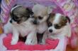 3  Mini Chihuahuawelpen m�nnlich/grau/weiblich/braun