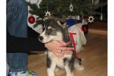 Der gl�ckliche Husky