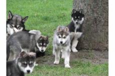 Der gl�ckliche Husky