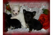 Super s��e, sehr typvolle Teacup Chihuahua Welpen mit Papier
