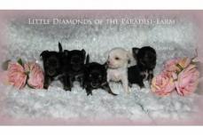 Super s��e, sehr typvolle Teacup Chihuahua Welpen mit Papier