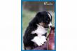 Noch 2 Australian Shepherd Kids d�rfen sofort ausziehen