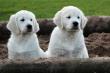 Golden Retriever-Welpen