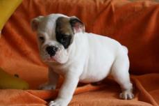 Wundersch�ne English Bulldog Welpen